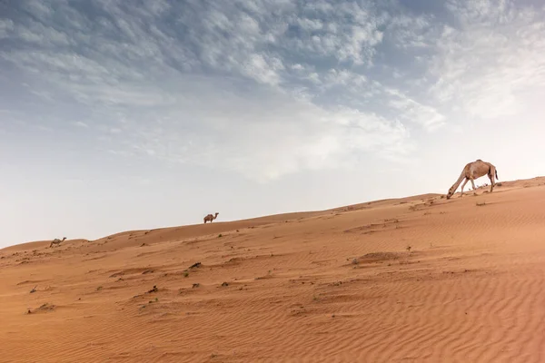 Chameaux Sauvages Sur Les Dunes Désert Wahiba Sands Oman Coucher — Photo