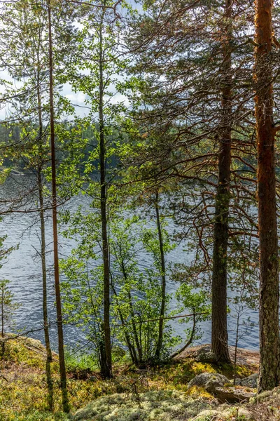 Озеро Сайма Национальном Парке Коловеси Финляндии Видно Сквозь Деревья Стоковая Картинка
