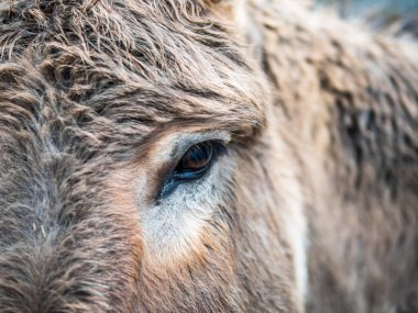 İsviçre 'de eşeğin tatlı görünüşü