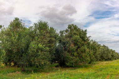 Tuscany 'deki zeytin ağaçları sonbaharda olgun zeytinlerle doludur.