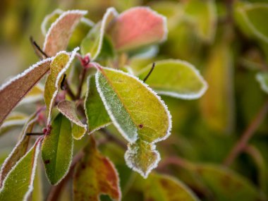 Aralık 'ta yaprakların üzerindeki ilk don ve kar