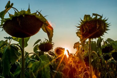 Gün batımında İsviçre 'de ayçiçeği tarlası