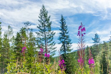 Norveç 'teki Ulusal Park' ta Vahşi Orman