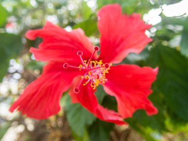 Baharda egzotik çiçeklerle dolu güzel bir makro.