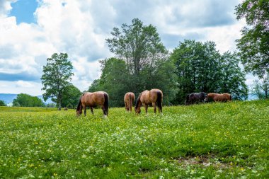 İsviçre Jura Alplerinde vahşi ve özgür atlar otluyor.
