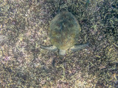 Yeşil Kaplumbağa Umman 'daki Muscat kıyısında denizde yüzüyor.