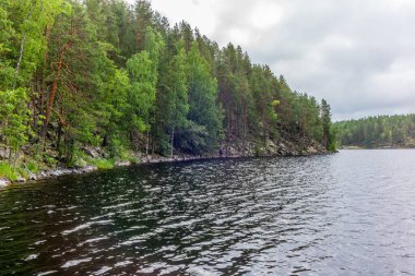 Finlandiya 'daki Kolovesi Milli Parkı' ndaki Saimaa gölünün kıyısındaki sessiz vahşi orman.