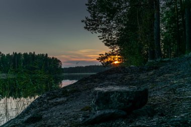 Finlandiya 'daki Kolovesi Milli Parkı' ndaki Saimaa gölünün sakin sularını yansıtan çam ağaçları