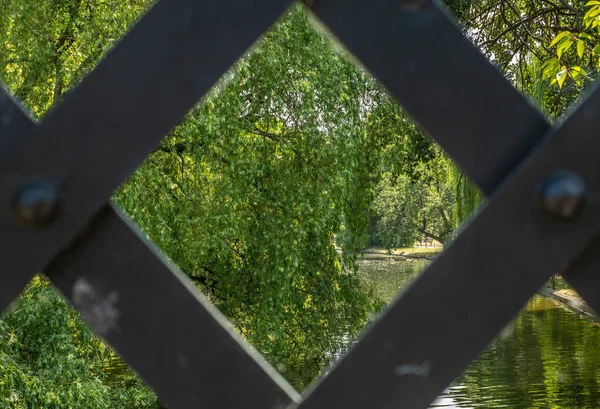 Los Árboles Reflexionan Parque Londres Verano — Foto de Stock
