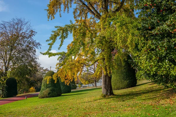 Цветные Осенние Деревья Парке Веве Швейцарии — стоковое фото