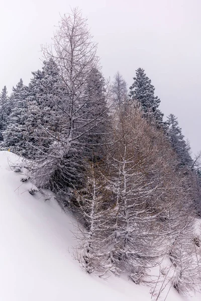 Árvores Nos Alpes Suíços Sob Forte Nevasca — Fotografia de Stock