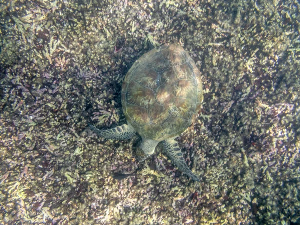 Tortuga Verde Nadando Mar Cerca Costa Mascate Omán — Foto de Stock