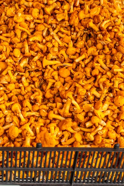Cestas Cogumelos Chanterelle Frescos Mercado Agricultores Munique Alemanha — Fotografia de Stock