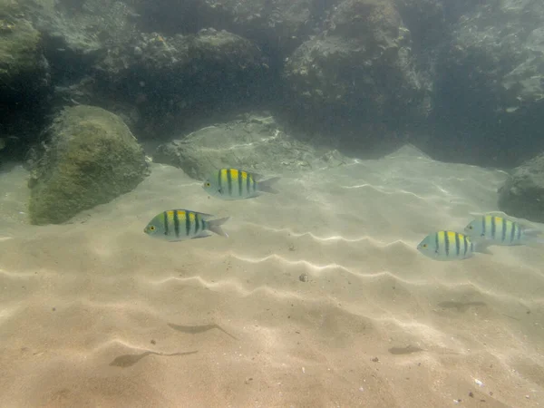 Bunte Fische Korallenriff Meer — Stockfoto