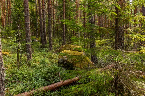 Gleccser Kiütések Mohával Zuzmóval Borítva Kolovesi Nemzeti Parkban Finnországban Áfonyafélék — Stock Fotó