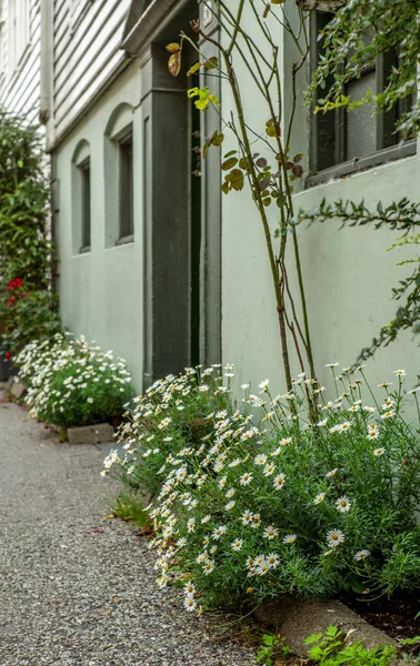 Flores Calle Centro Bergen Noruega Otoño — Foto de Stock