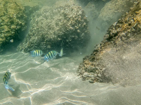 Colorful fishes on the sandy sea bed of Oman