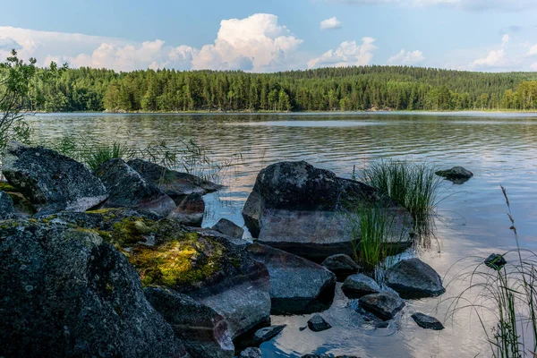 Den Lugna Vilda Skogen Vid Saimens Strand Kolovesi Nationalpark Finland — Stockfoto