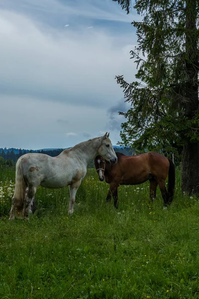 Vilda Och Fria Hästar Betar Schweiziska Jura Alperna — Stockfoto
