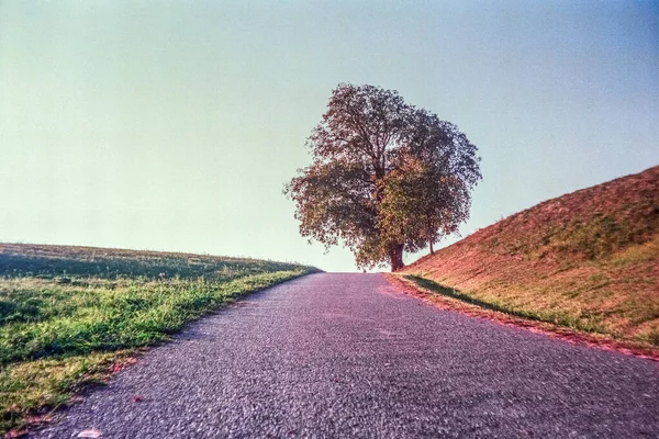 Sviçre Tarlasında Kırsalında Sonbahar Renkleri Yalnız Ağaç Analog Fotoğraflarla — Stok fotoğraf