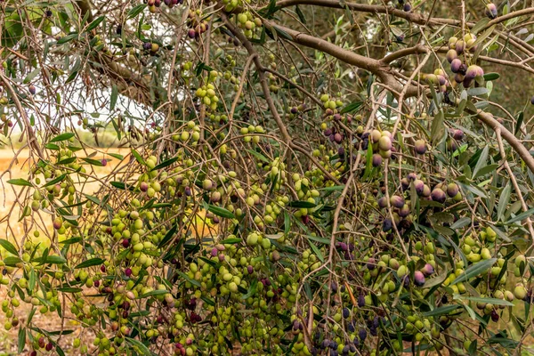 Olive trees in Tuscany loaded with ripe olives in Autumn