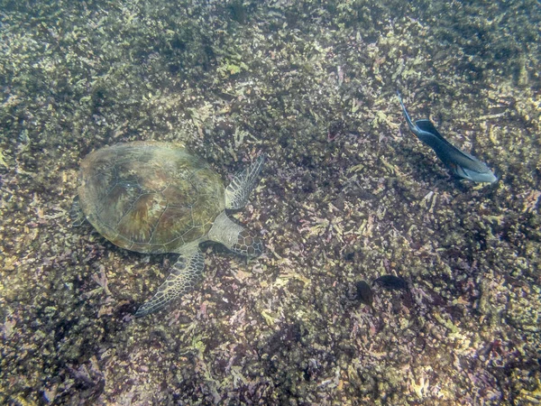 Зеленая Черепаха Плавает Море Побережья Маската Омане — стоковое фото