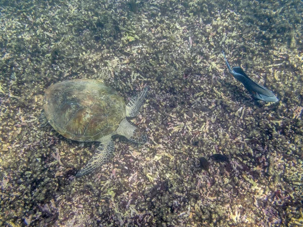 オマーンのマスカット海岸近くの海での緑のカメの水泳 — ストック写真