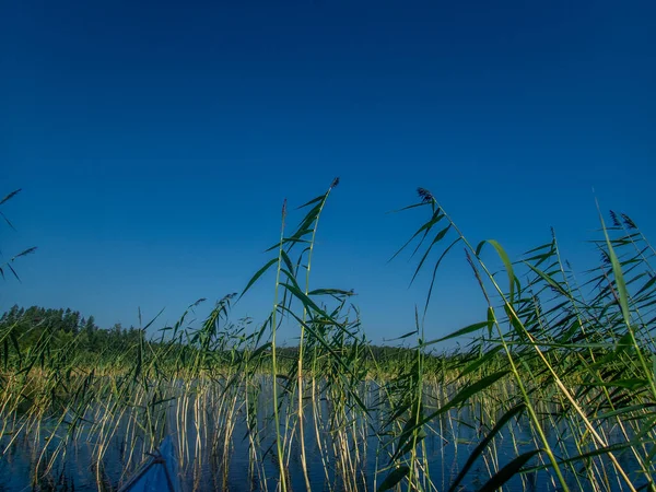 Desfiladeiro Através Dos Lírios Água Lago Saimaa Parque Nacional Kolovesi — Fotografia de Stock