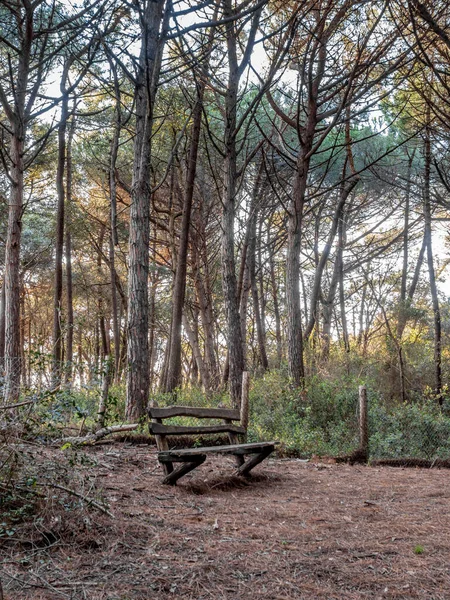 bench in pine trees forest in Tuscany near the sea