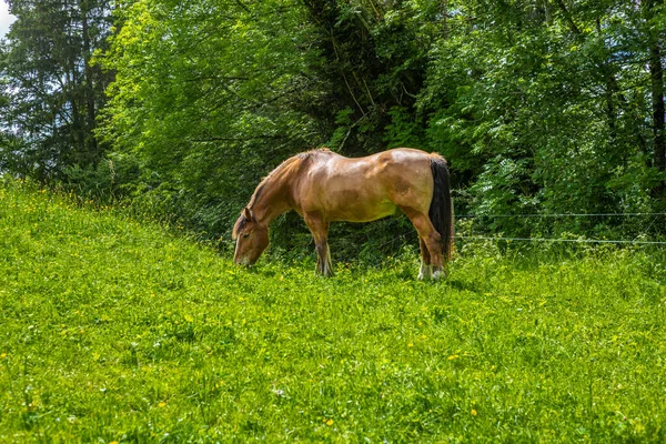 Cavalo Selvagem Livre Pastando Nos Alpes Jura Suíços — Fotografia de Stock