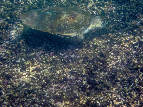 Grøn Skildpadde Svømning Havet Nær Muscat Kysten Oman - Stock-foto