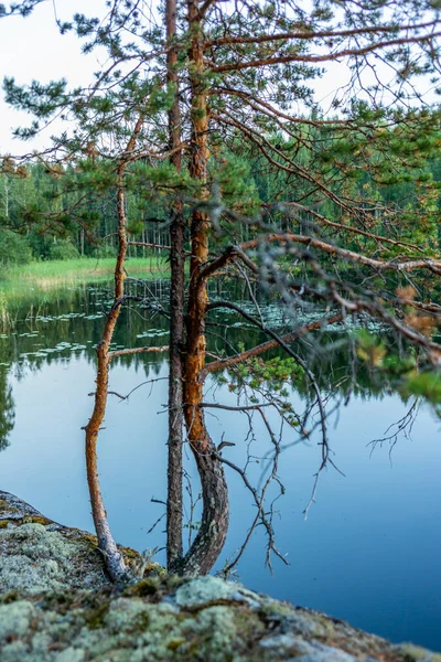 Tranquilo Bosque Salvaje Orilla Del Lago Saimaa Parque Nacional Kolovesi —  Fotos de Stock