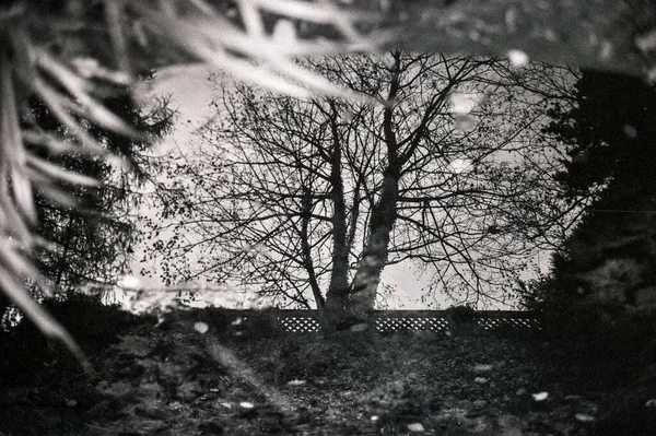 Árboles Reflejados Estanque Otoño — Foto de Stock