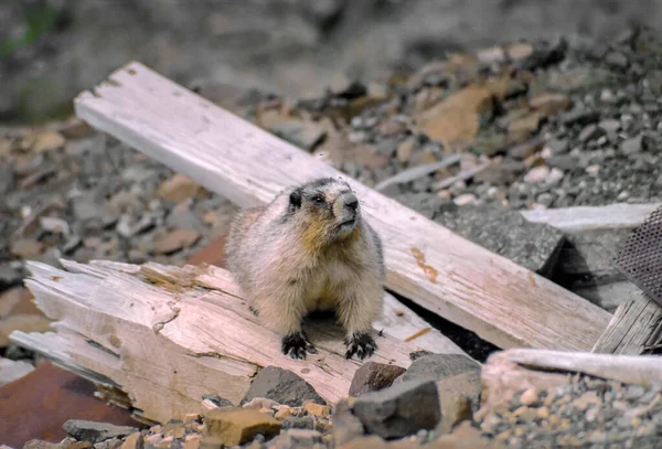 Marmotte Regardant Dessus Mine Abandonnée Alaska — Photo