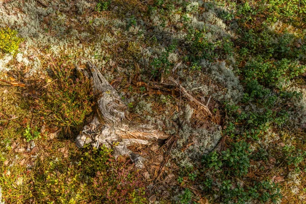 Líquen Musgo Mirtilos Madeira Decomposição Parque Nacional Kolovesi — Fotografia de Stock