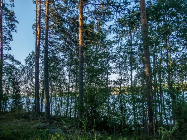 Lago Saimaa Parque Nacional Kolovesi Finlândia Visto Através Das Árvores — Fotografia de Stock