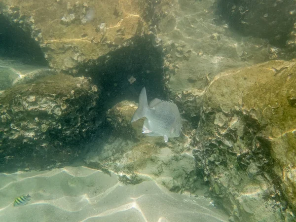 Bunte Fische Auf Dem Sandigen Meeresgrund Von Oman — Stockfoto