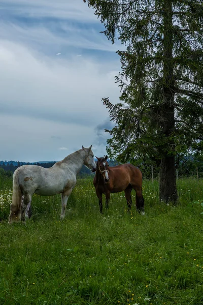 Wild Und Freipferde Grasen Den Schweizer Juraalpen — Stockfoto