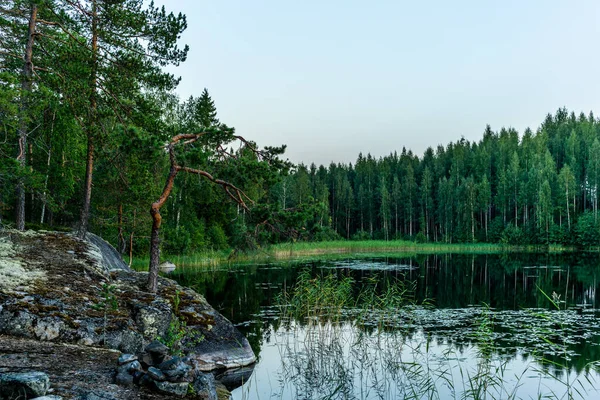 Cichy Las Brzegu Jeziora Saimaa Parku Narodowym Kolovesi Finlandii — Zdjęcie stockowe