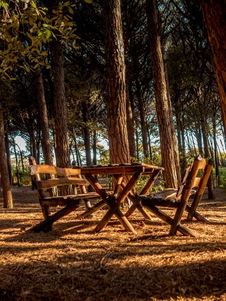 Bench in pine forest in Tuscany near the sea