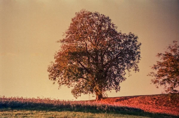 Sviçre Tarlasında Kırsalında Sonbahar Renkleri Yalnız Ağaç Analog Fotoğraflarla — Stok fotoğraf