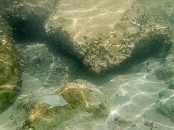 Bunte Fische Auf Dem Sandigen Meeresgrund Von Oman — Stockfoto