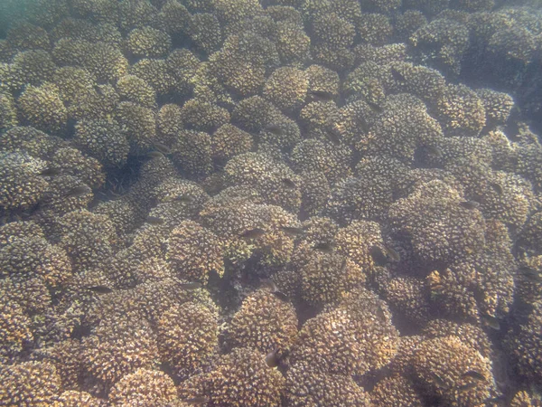 Farbenfrohe Schwärme Tropischer Fische Korallenriff Meer — Stockfoto