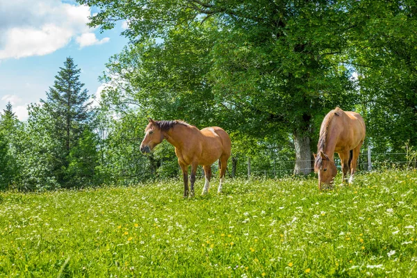 在瑞士Jura阿尔卑斯山放牧的野马和自由马 — 图库照片