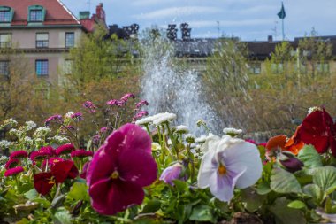 Bir bahar günü, Stockholm 'de bir çeşmenin önünde çiçek açan güzel renkli hanım evlatları.