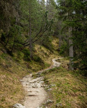 Yazın İsviçre Alplerinde Lenzerheide ormanında bir patika