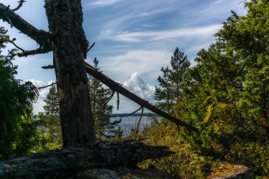 Finlandiya 'daki Linnansaari Milli Parkı' ndaki Saimaa gölünün kıyısındaki sessiz vahşi orman ve yalnız ağaçlar. 