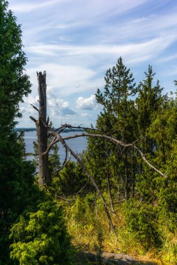 Finlandiya 'daki Linnansaari Milli Parkı' ndaki Saimaa gölünün kıyısındaki sessiz vahşi orman ve yalnız ağaçlar. 