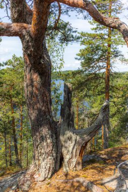 Finlandiya 'daki Linnansaari Milli Parkı' ndaki Saimaa gölünün kıyısındaki sessiz vahşi orman ve yalnız ağaçlar. 