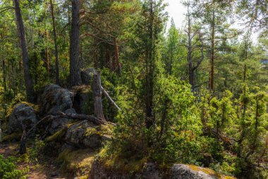 Finlandiya 'daki Linansaari Ulusal Parkı' nda yaban mersini bitkilerinin arasında yosun ve zambaklarla kaplı bir yürüyüş yolu. 